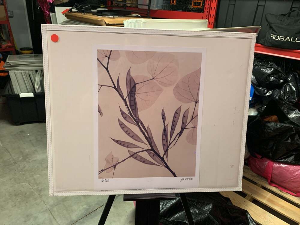 Judith K. McMillan Red Bud 2001 Botanical X-Ray Art Print